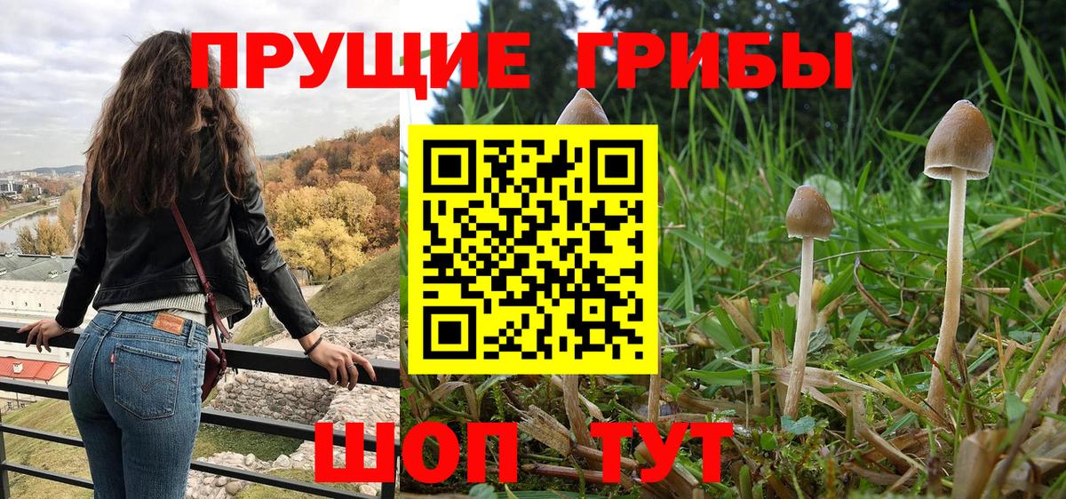 где найти наркотики  Псилоцибиновые грибы Psilocybe  Вход с VPN  Галлюциногенные грибы мухоморы  Гудермес 